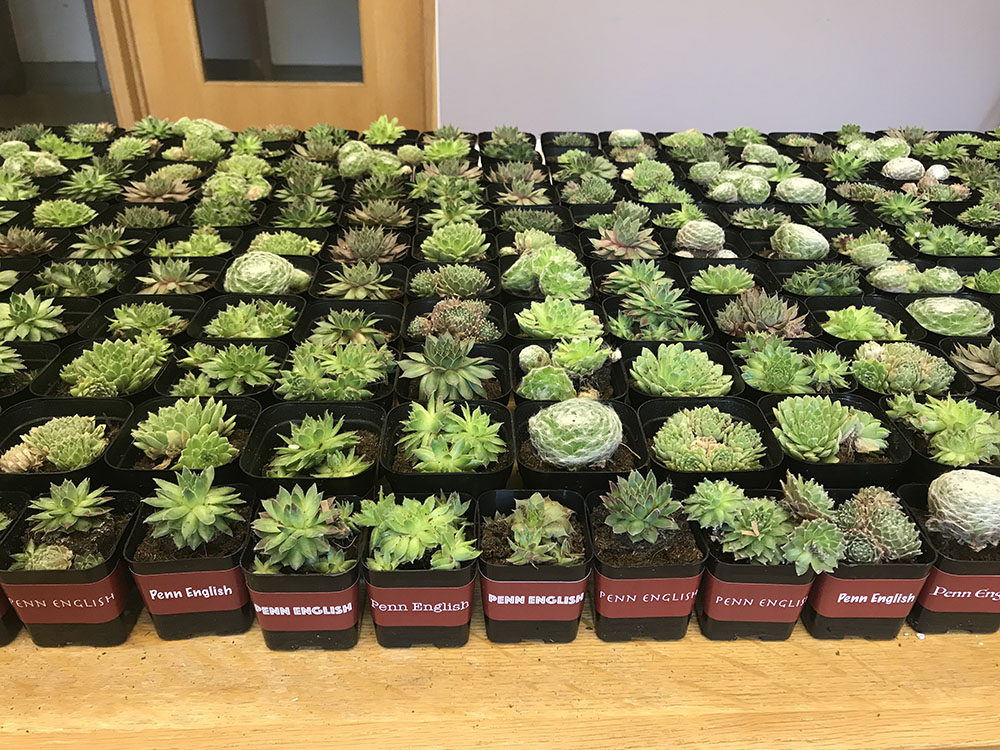 Penn English Succulents