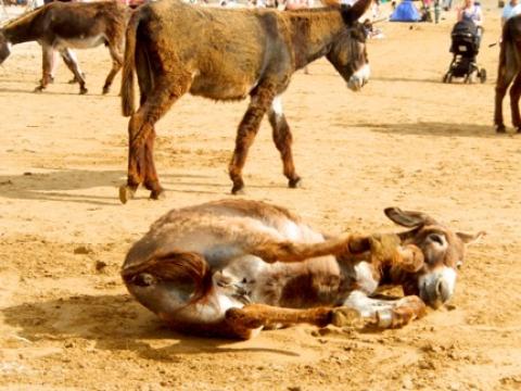 donkey lying in sand, two donkeys walking behind